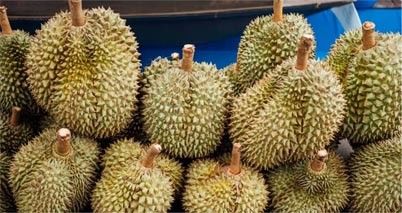 Durian Cadmium Test Kit – Heavy Metal (Cd) Detection For Fruit Safety Testing supplier