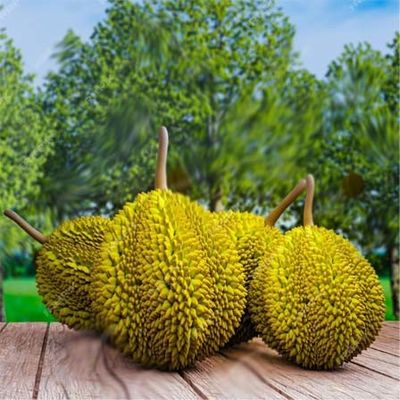 Durian Cadmium Test Kit – Heavy Metal (Cd) Detection For Fruit Safety Testing supplier